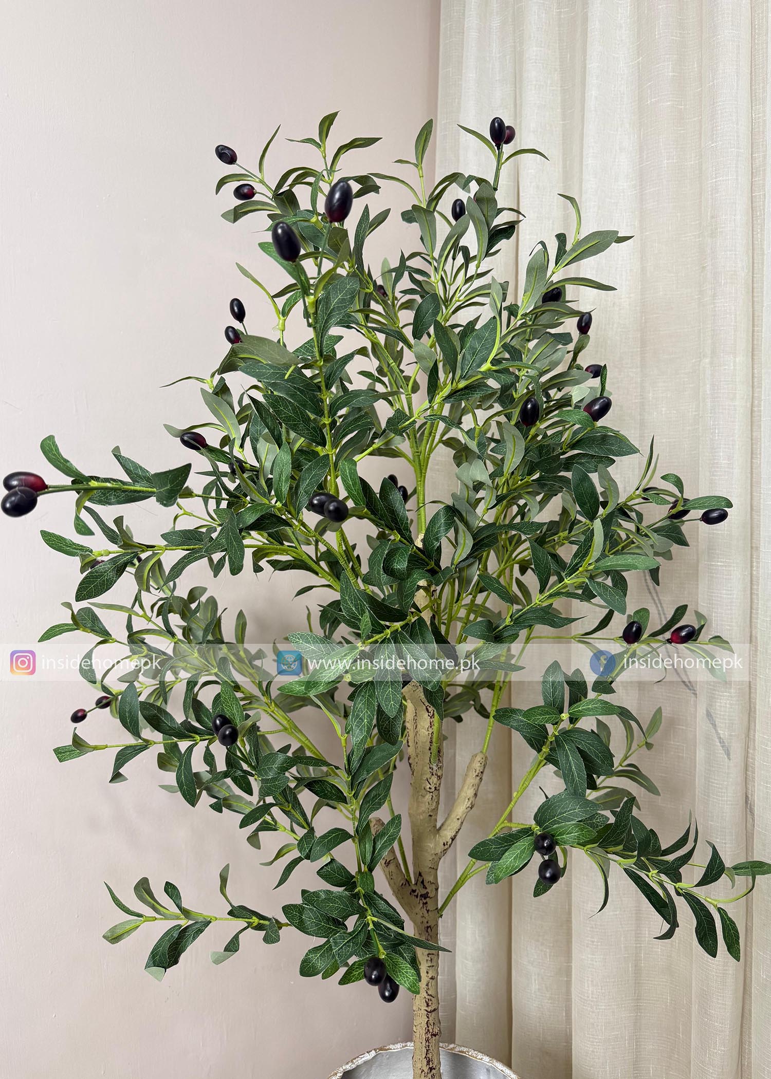Olive Plant (PL1068) With Planter