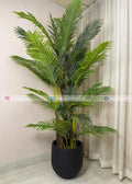 Areca Plant (PL1069) With Planter