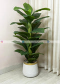 Green Plant (PL1070) With Planter