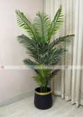 Areca Palm Plant (PL1071) With Planter