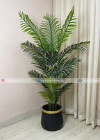 Areca Palm Plant (PL1071) With Planter