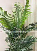 Areca Palm Plant (PL1071) With Planter