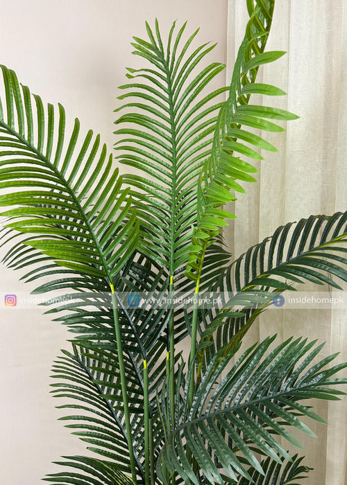Areca Palm Plant (PL1071) With Planter