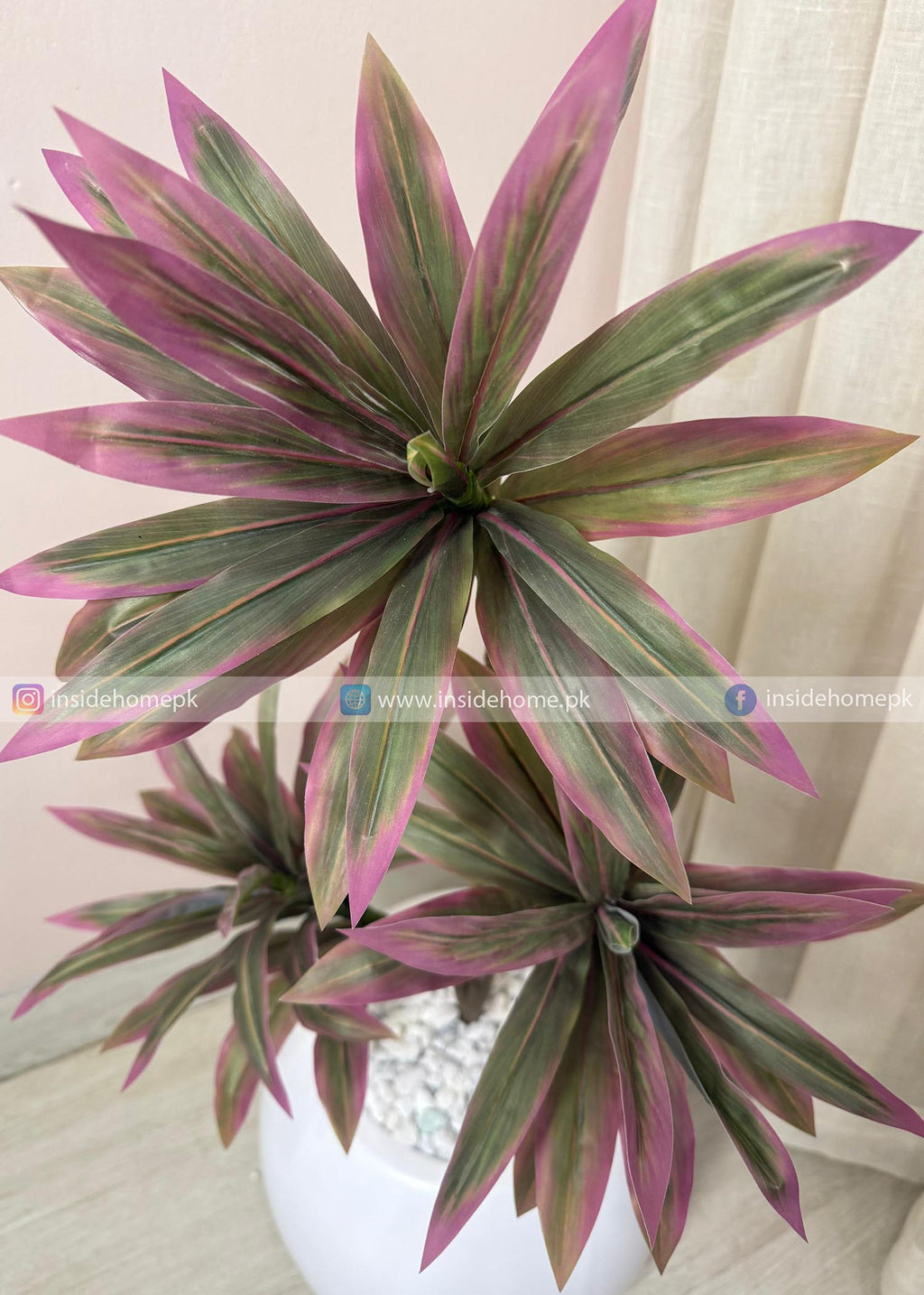 Dracaena Plant (PL1073) With Planter