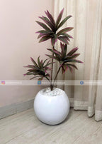 Dracaena Plant (PL1073) With Planter