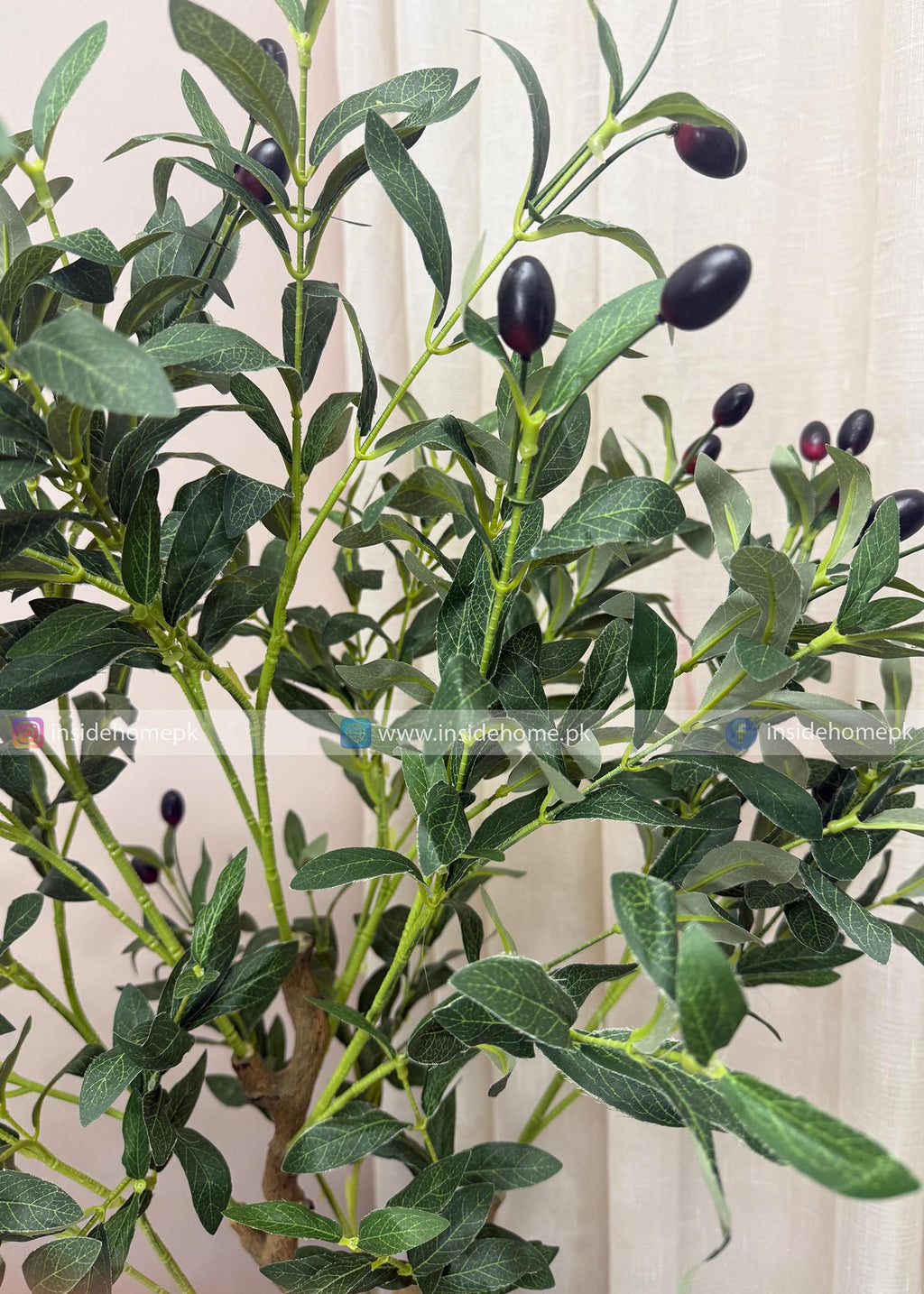 Olive Plant (PL1074) With Planter
