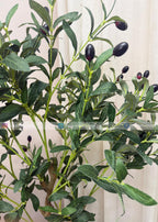 Olive Plant (PL1074) With Planter