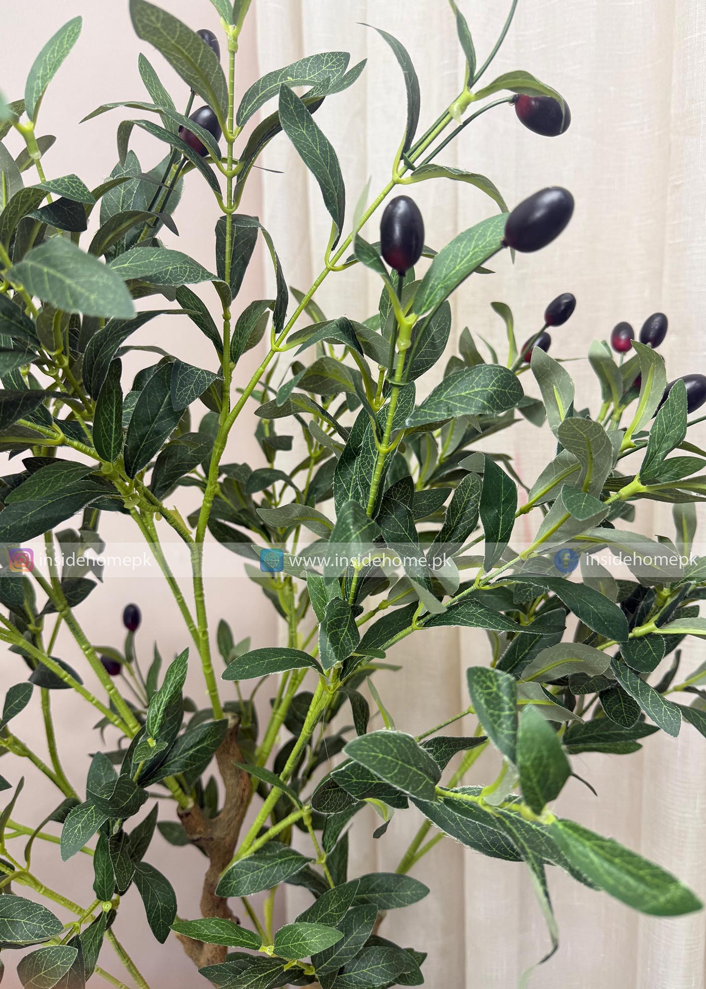 Olive Plant (PL1074) With Planter