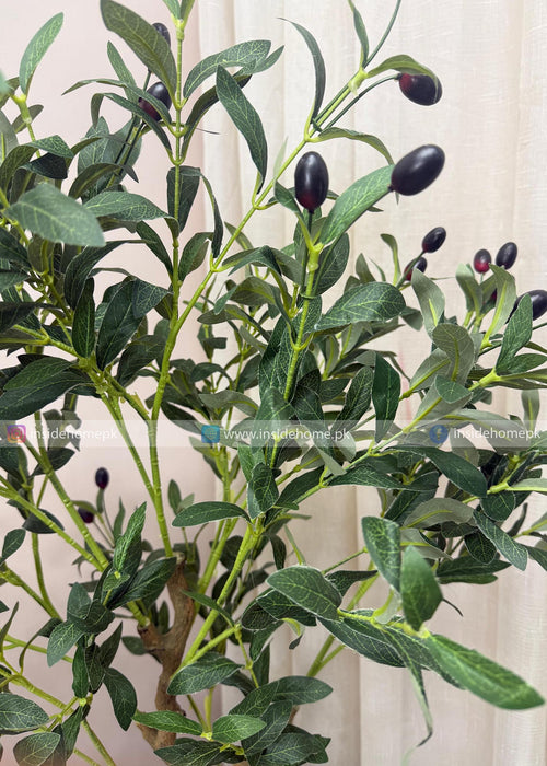 Olive Plant (PL1074) With Planter