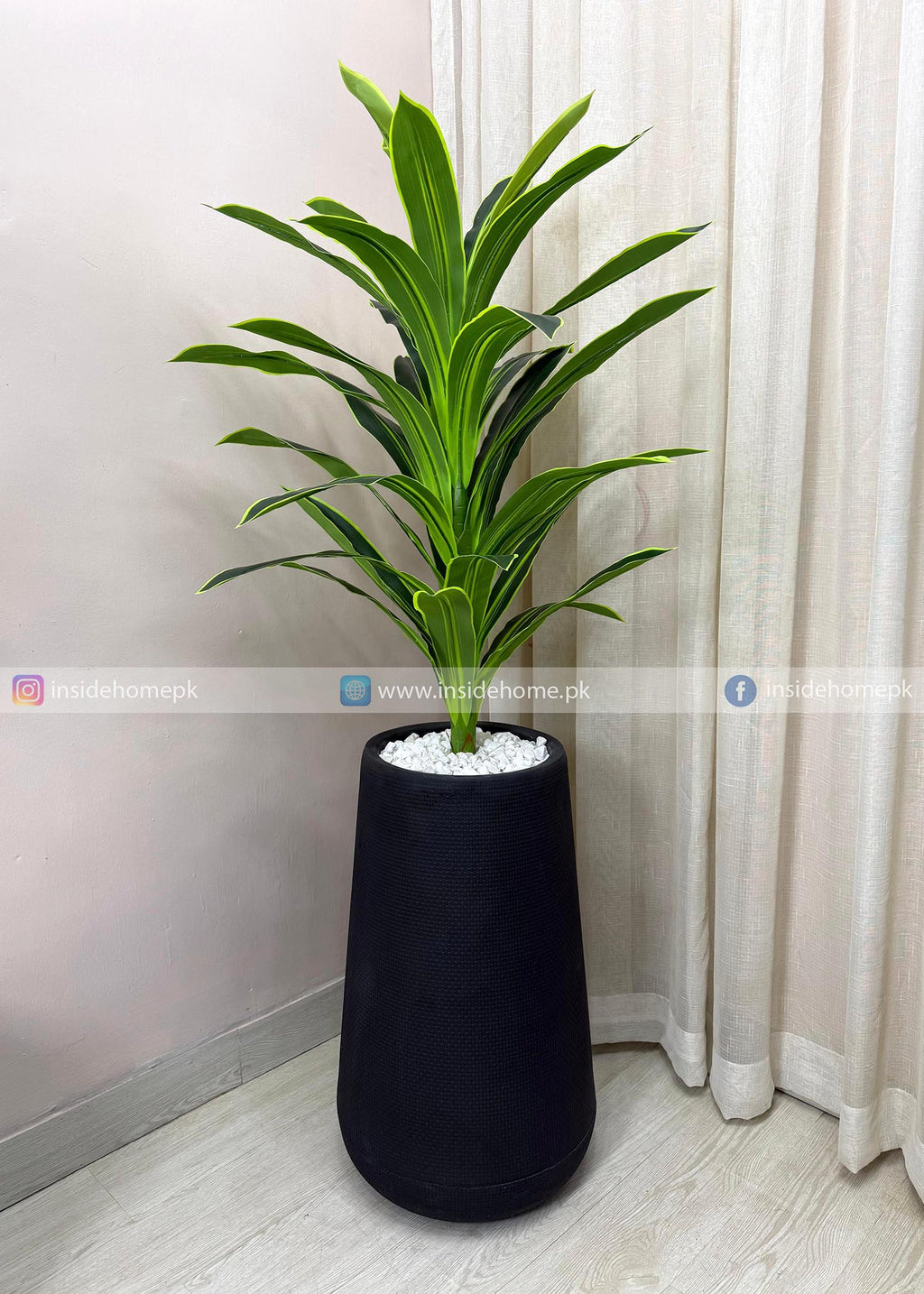 Snake Plant (PL1075) With Planter