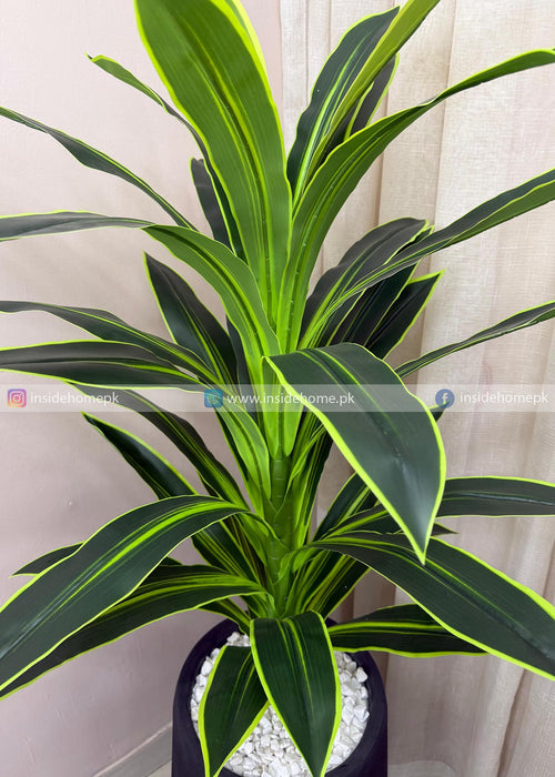 Snake Plant (PL1075) With Planter