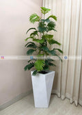 Areca Plant (PL1078) With Planter