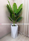 Banana Plant (PL1079) With Planter
