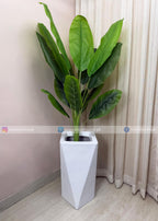 Banana Plant (PL1079) With Planter