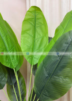 Banana Plant (PL1079) With Planter