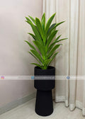 Snake Plant (PL1081) With Planter
