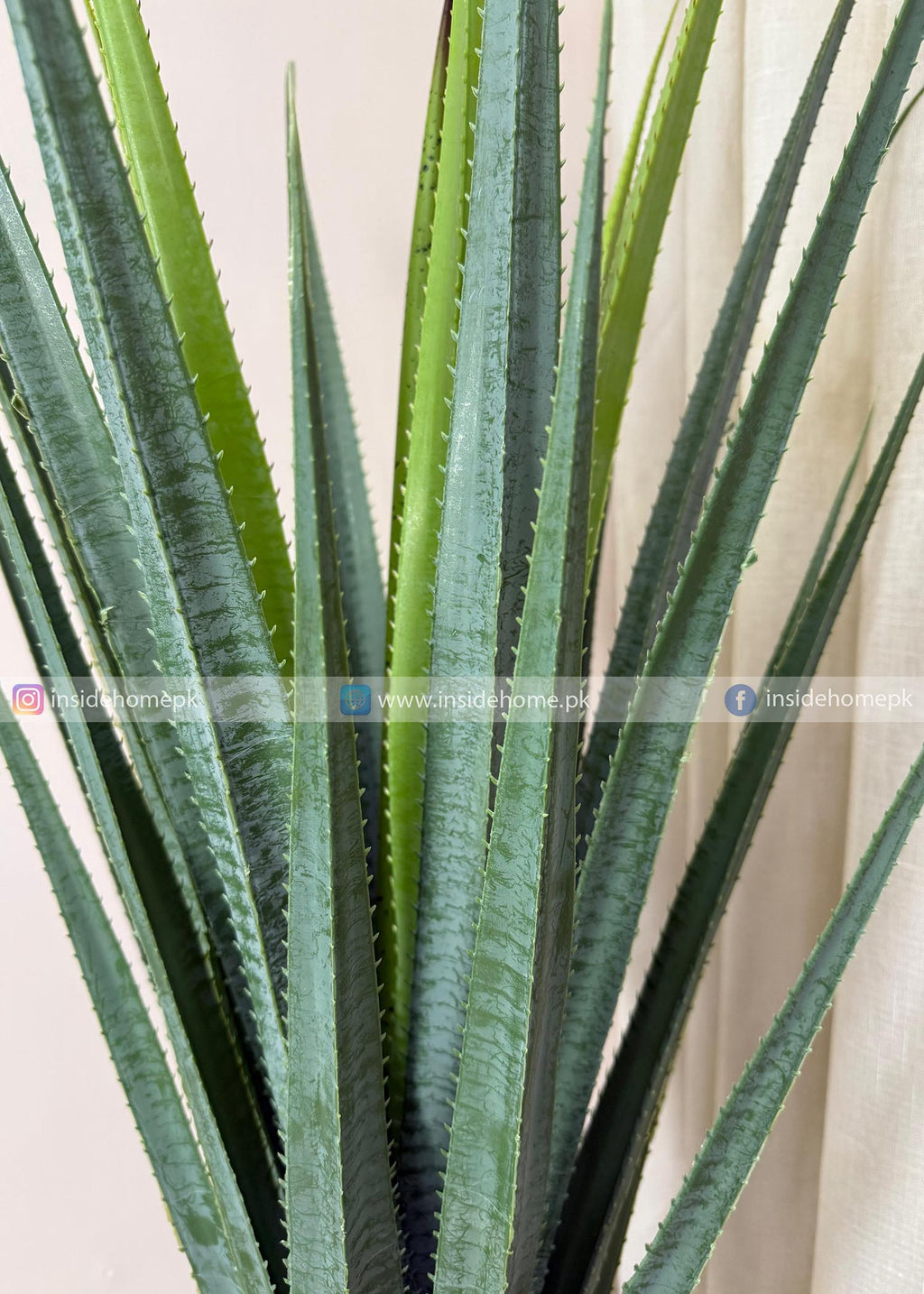 Aloe Vera Plant (PL1084) With Planter