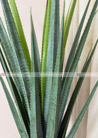 Aloe Vera Plant (PL1084) With Planter