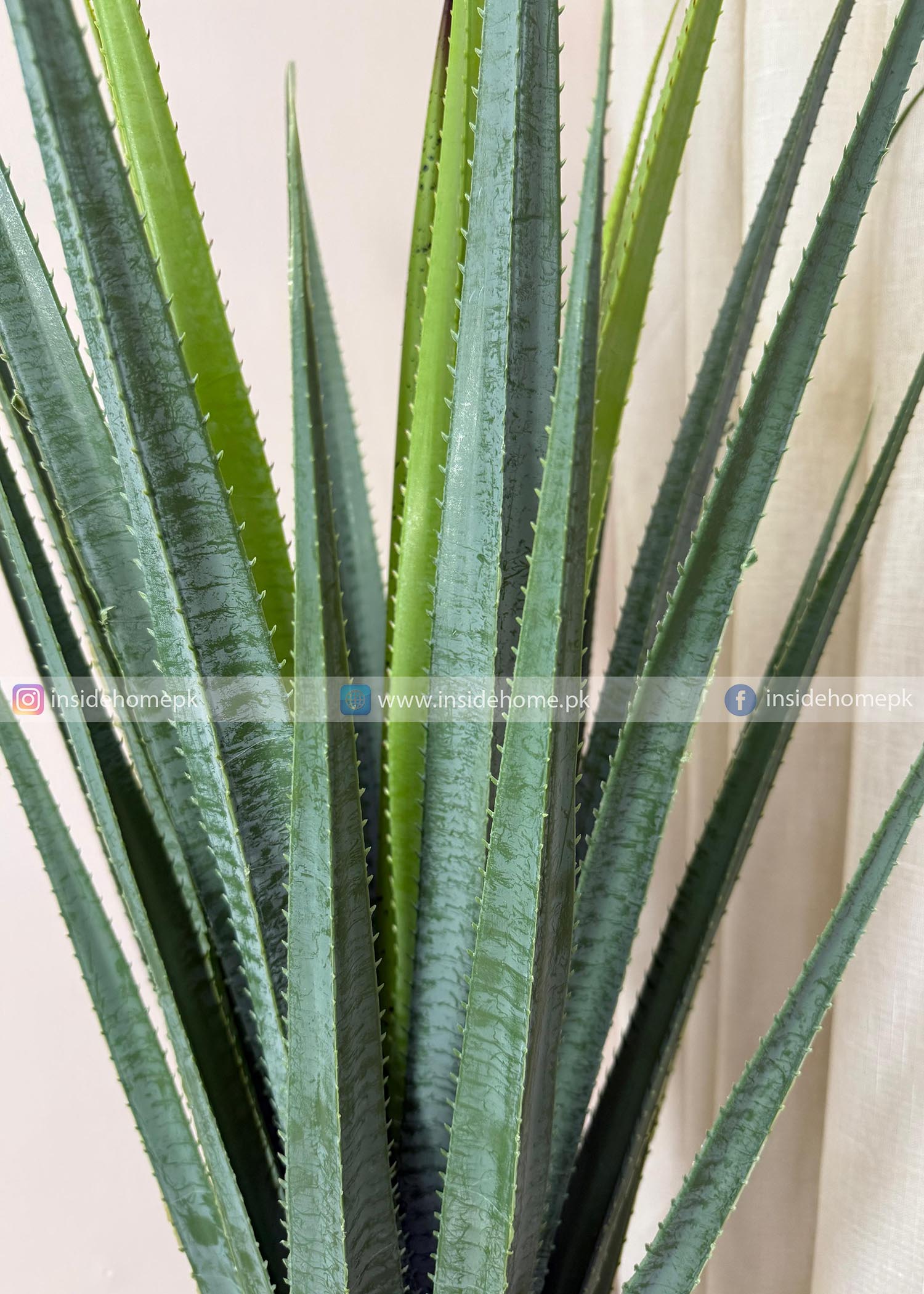 Aloe Vera Plant (PL1084) With Planter