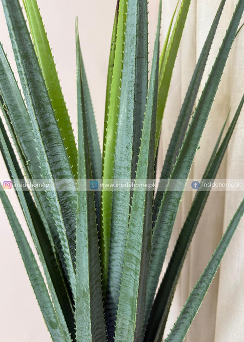 Aloe Vera Plant (PL1084) With Planter