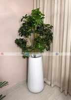 Cheecho Plant (PL1086) With Planter