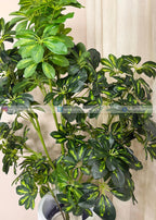 Cheecho Plant (PL1086) With Planter