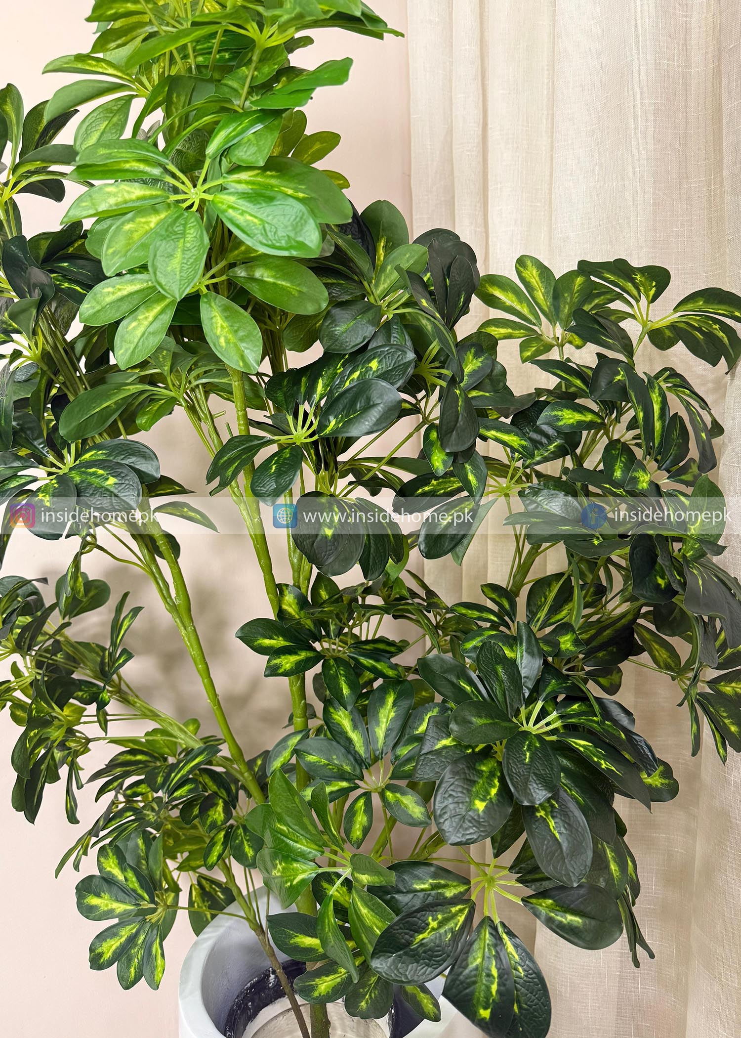 Cheecho Plant (PL1086) With Planter