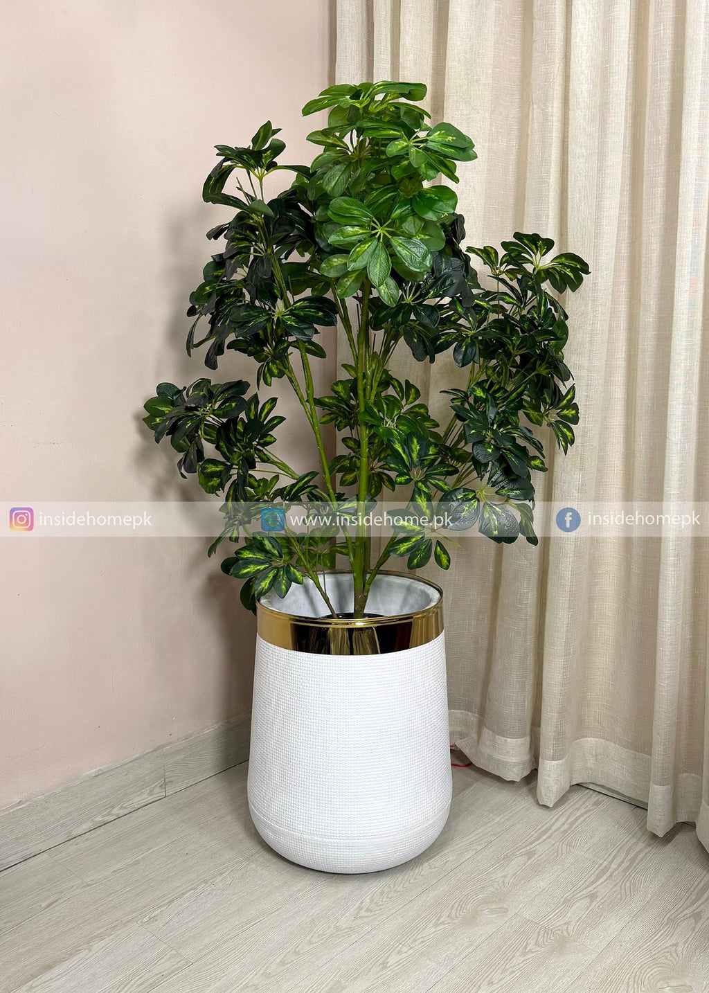 Cheecho Plant (PL1088) With Planter