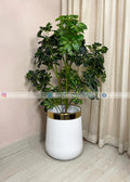 Cheecho Plant (PL1088) With Planter