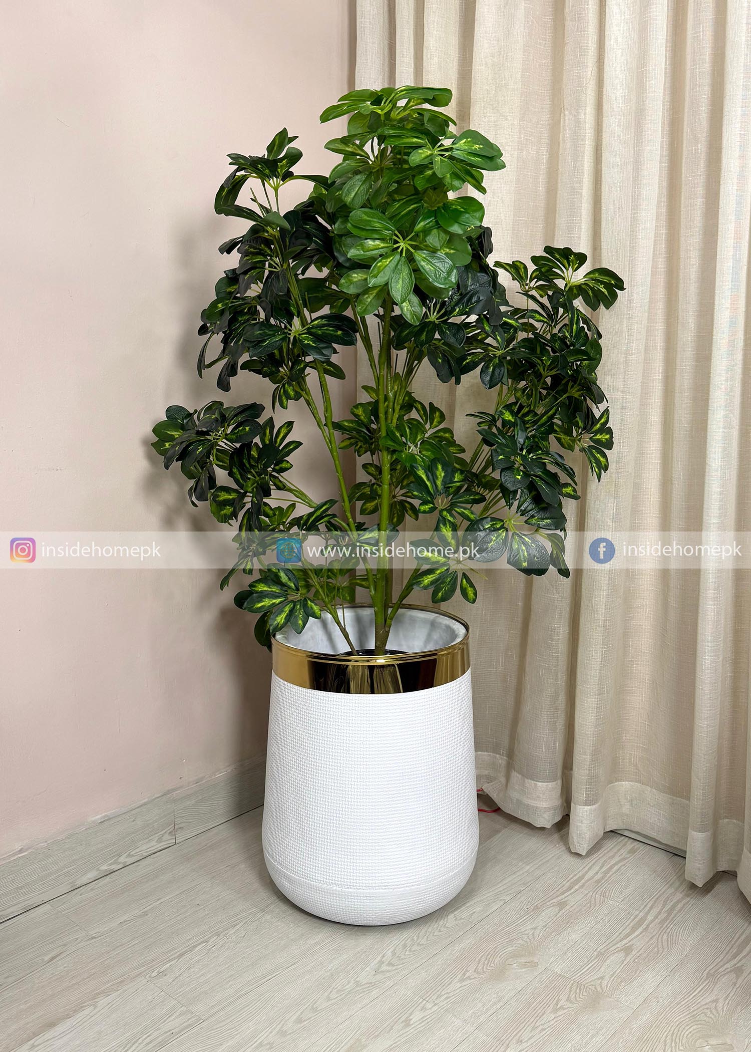 Cheecho Plant (PL1088) With Planter