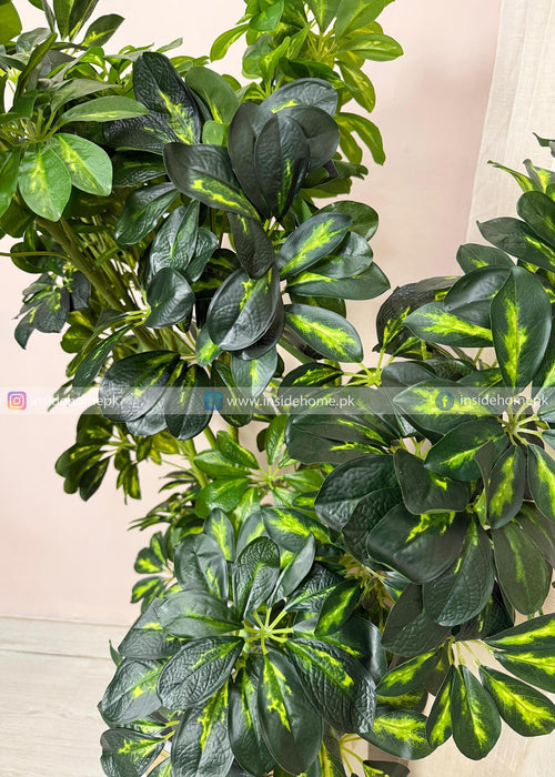 Cheecho Plant (PL1088) With Planter