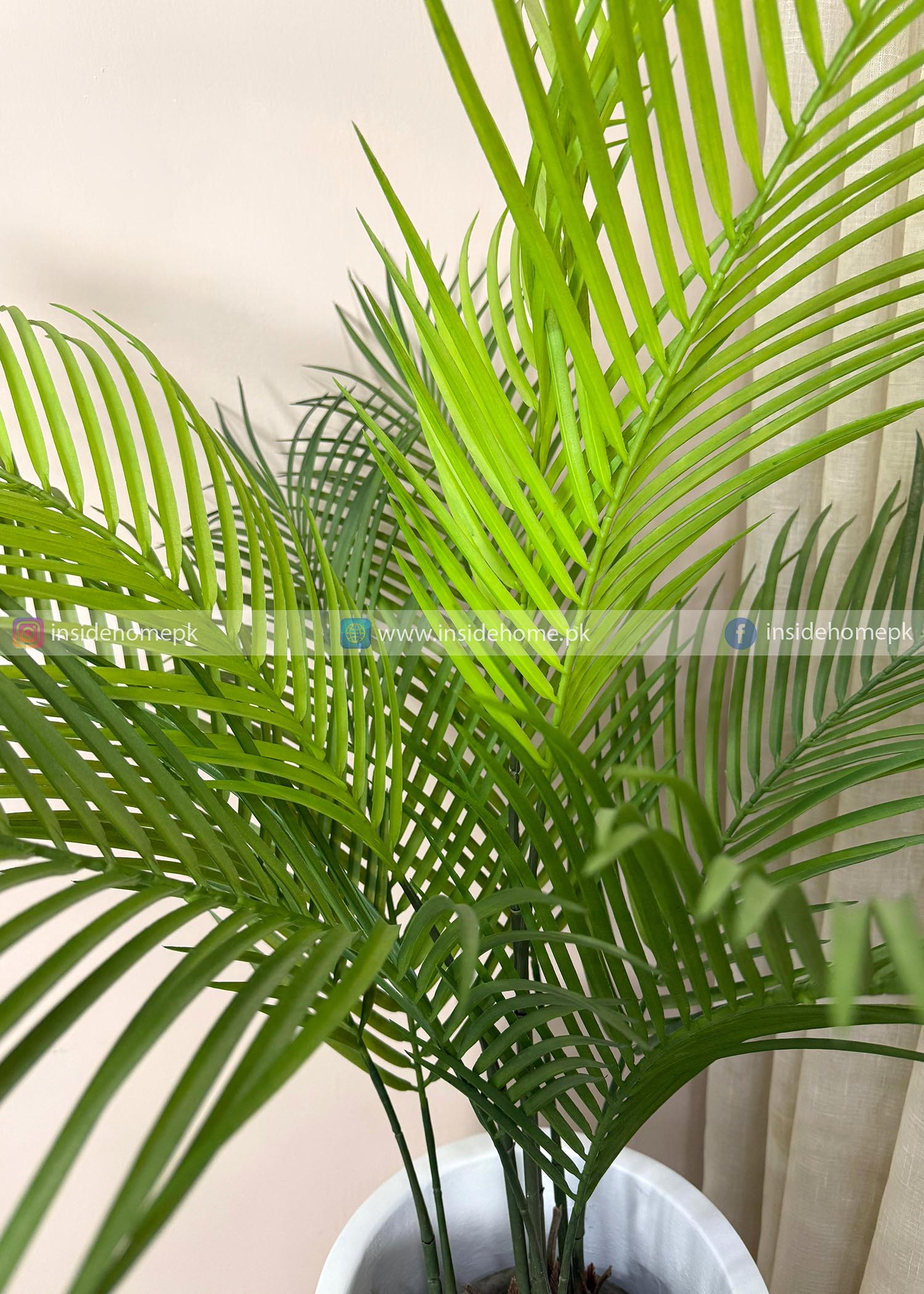 Areca Plant (PL1089) With Planter