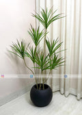 Dracaena Marginata Plant (PL1090) With Planter