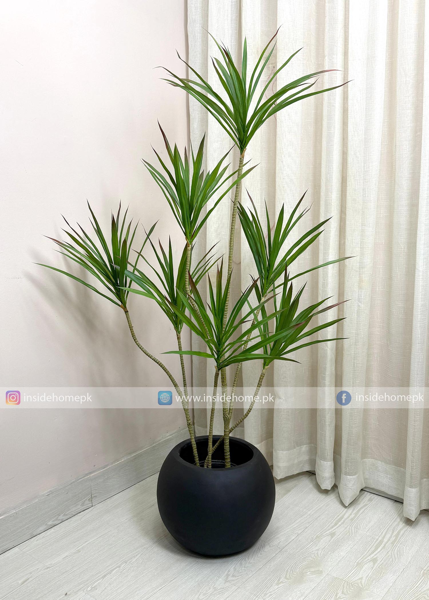 Dracaena Marginata Plant (PL1090) With Planter