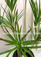 Dracaena Marginata Plant (PL1090) With Planter