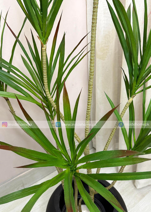 Dracaena Marginata Plant (PL1090) With Planter