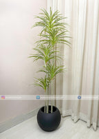 Dracaena Warneckii Plant (PL1092) With Planter