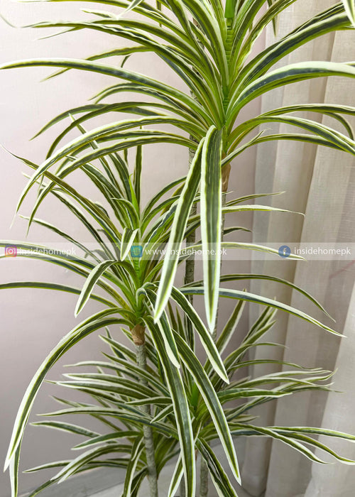 Dracaena Warneckii Plant (PL1092) With Planter