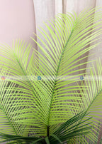 Areca Plam Plant (PL1093) With Planter