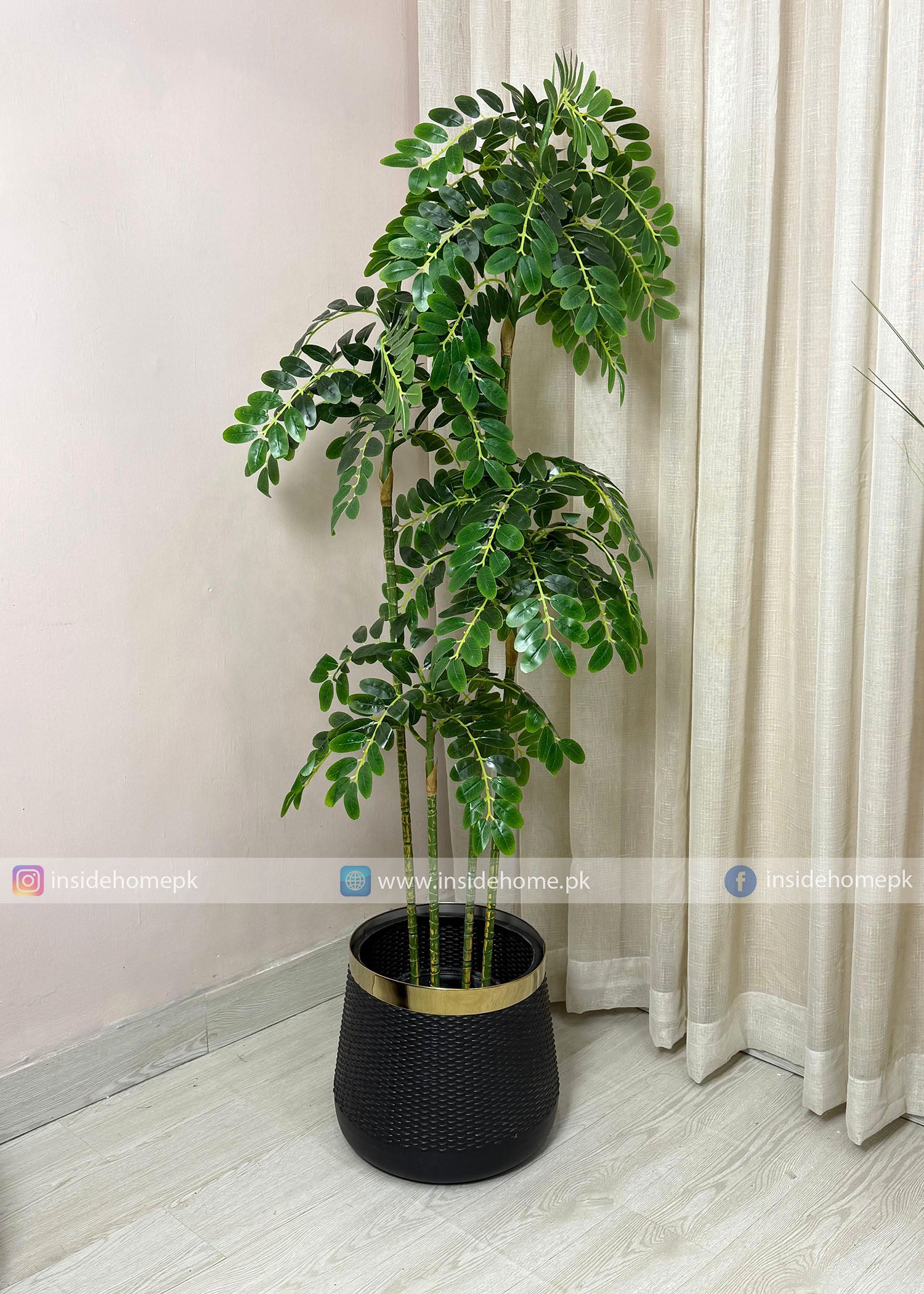 Tamarind Tree (PL1094)