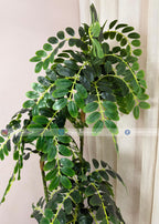 Tamarind Tree (PL1094)
