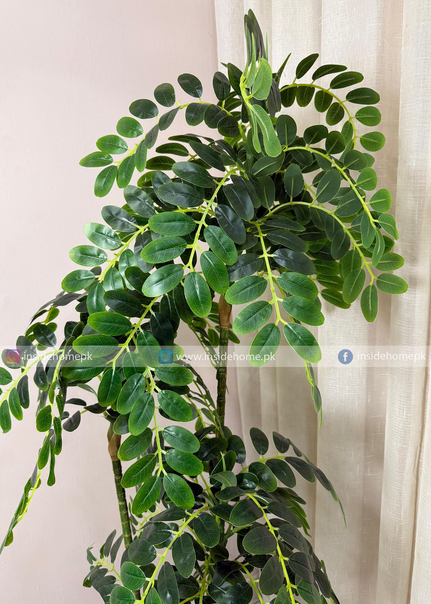 Tamarind Tree (PL1094)