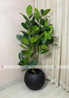 Ficus Elastica (PL1096)