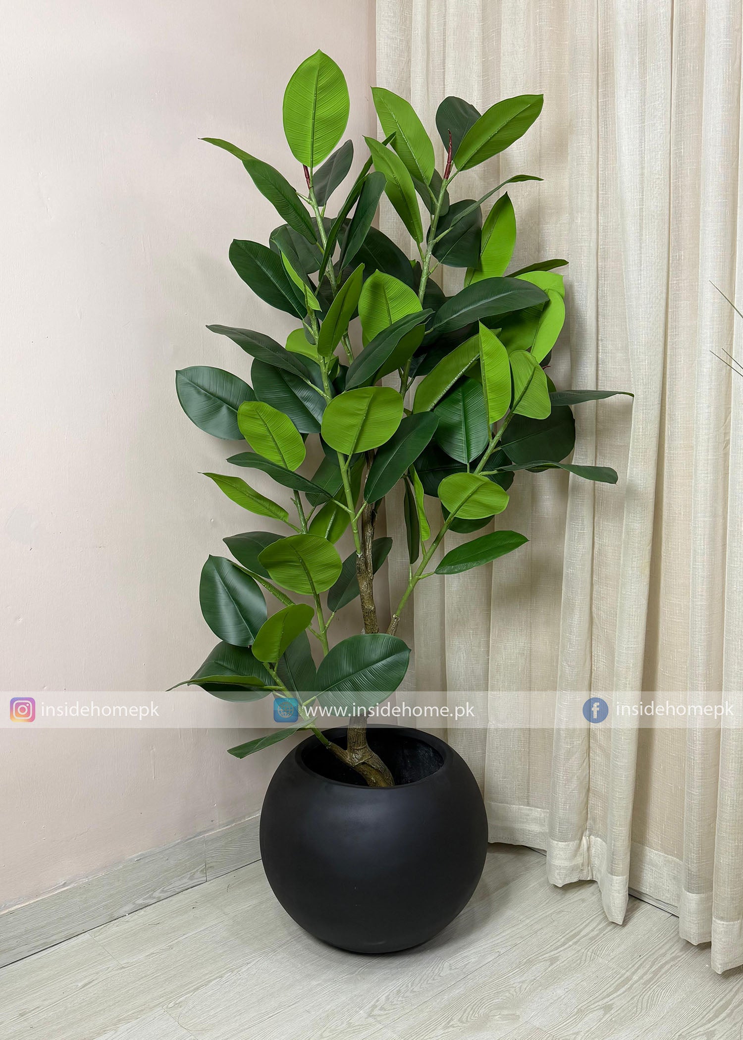 Ficus Elastica (PL1096)