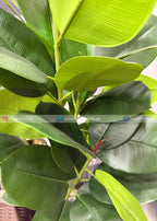 Ficus Elastica (PL1096)