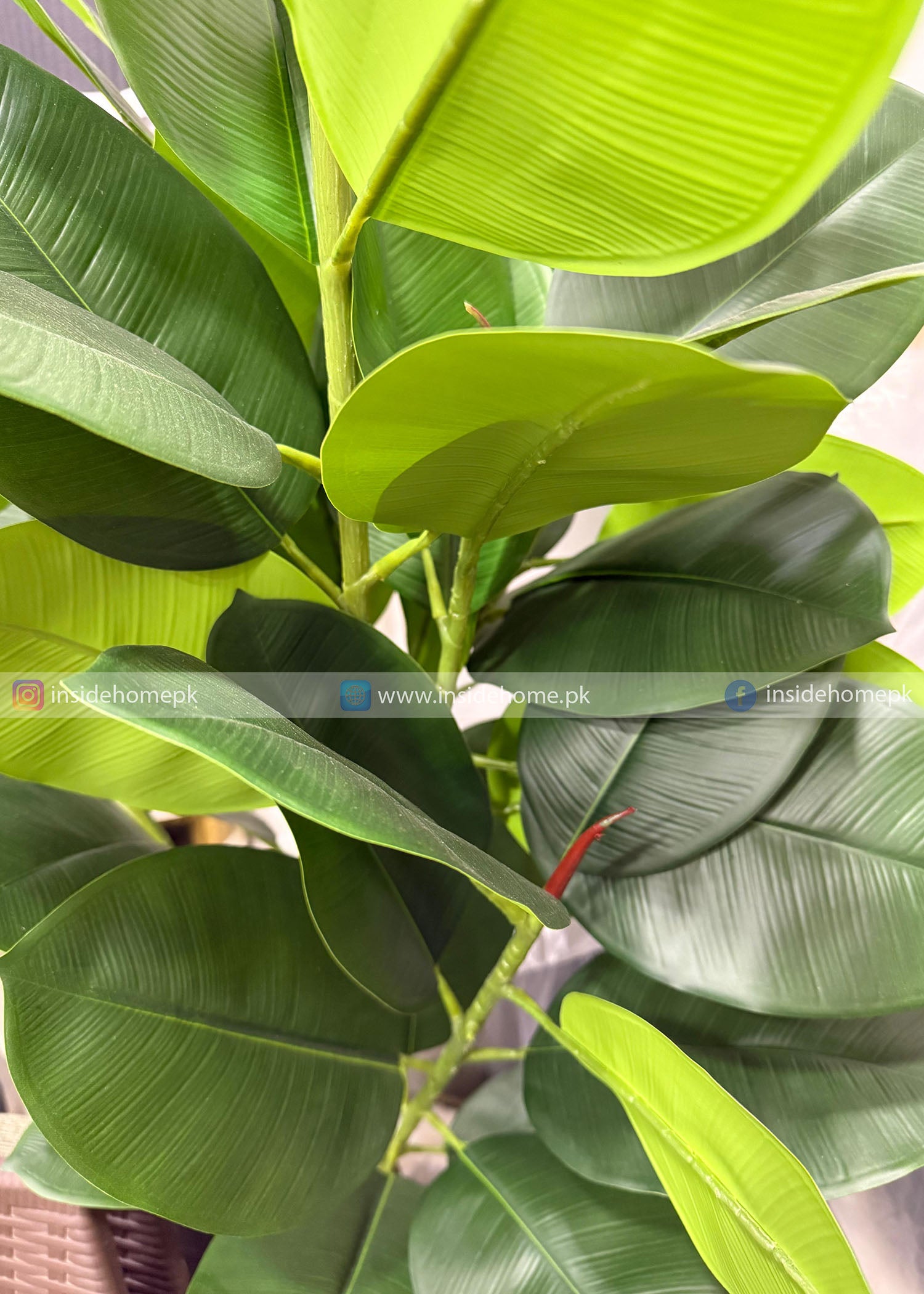 Ficus Elastica (PL1096)