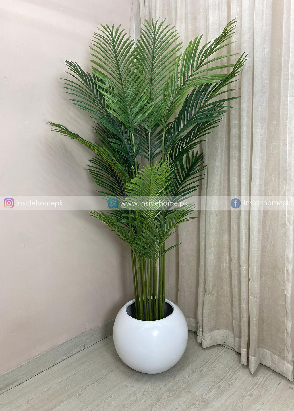 Areca Plant (PL1103)