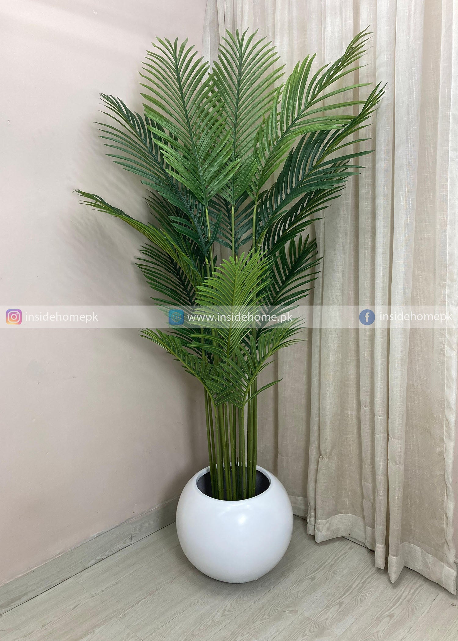 Areca Plant (PL1103)