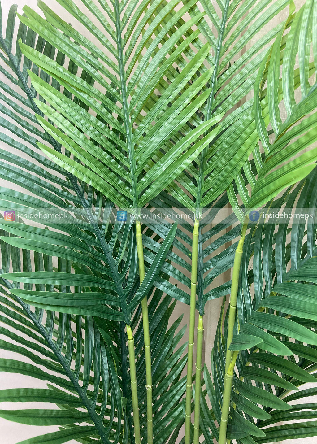 Areca Plant (PL1103)