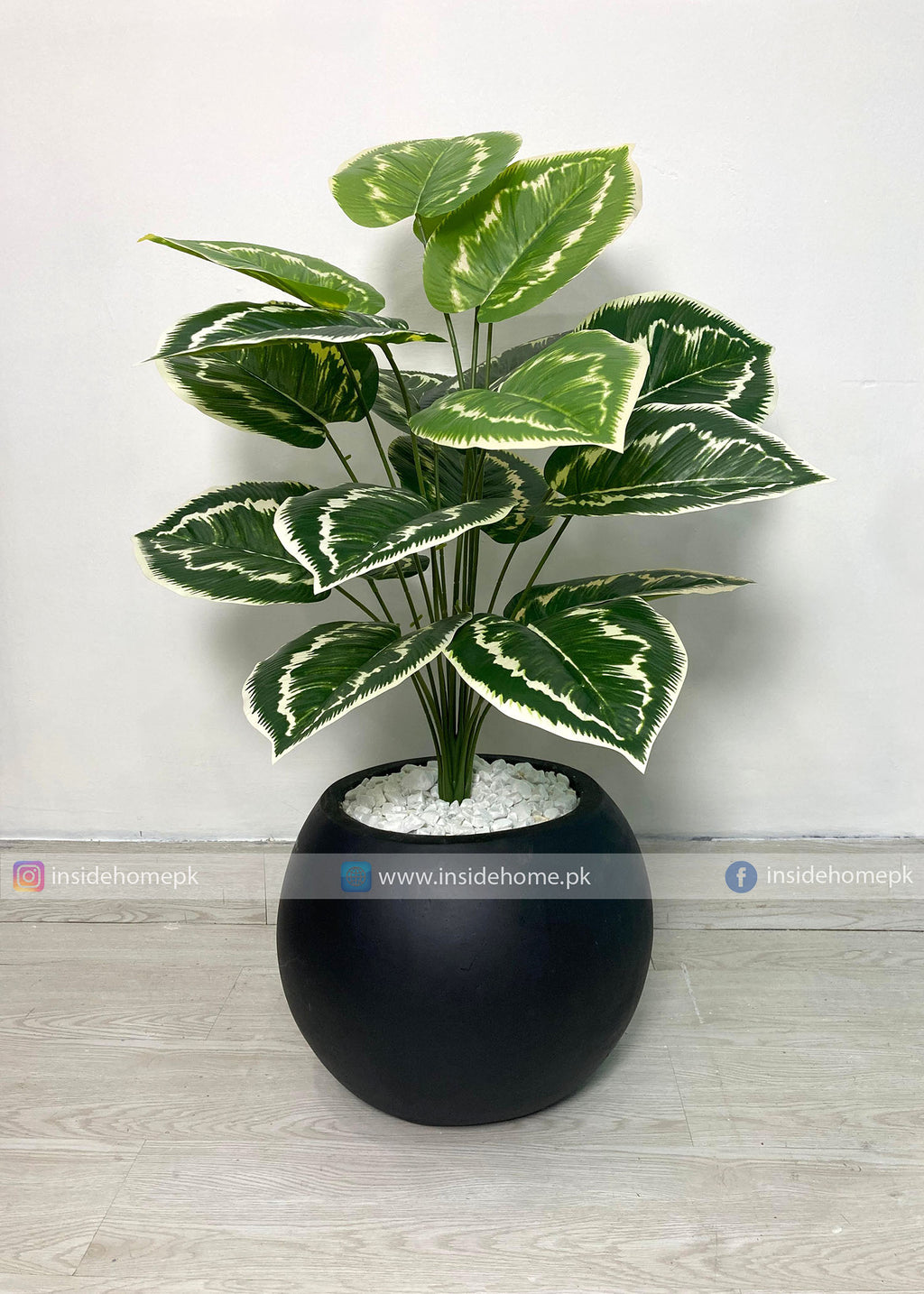 Variegated Plant (PL1104)